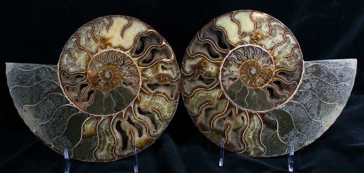 Huge Split Ammonite Pair - Agatized #7579